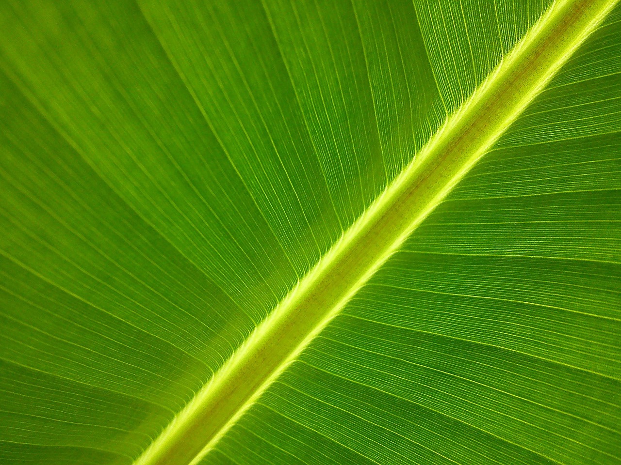 Banana Leaves