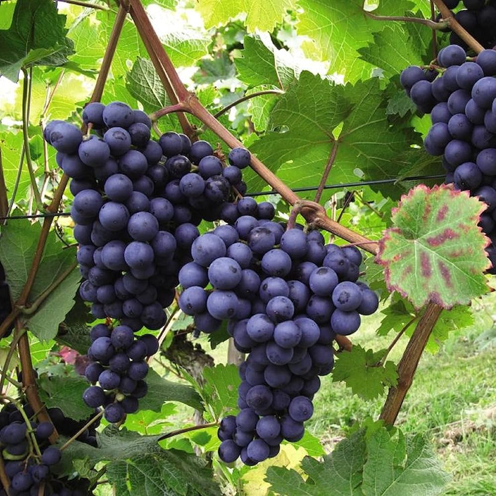 Black Grapes