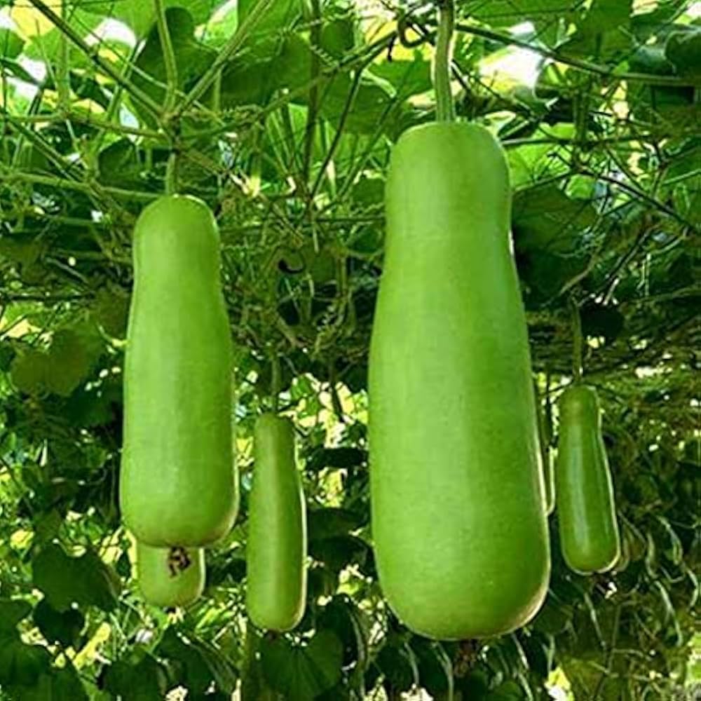 Bottle Gourd