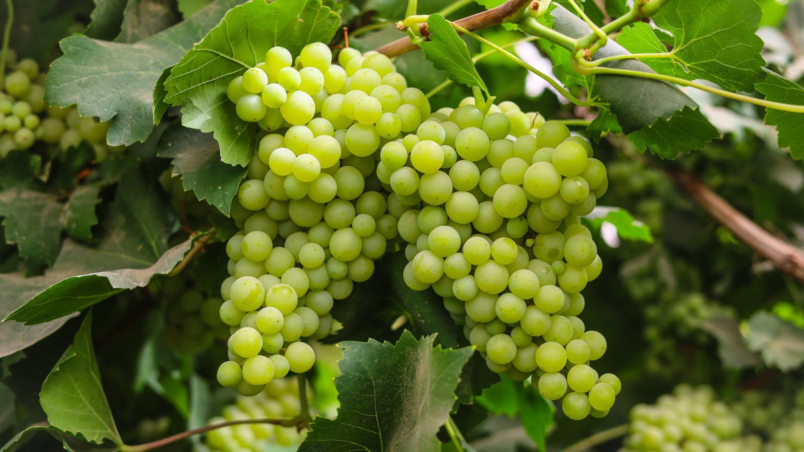 Grape