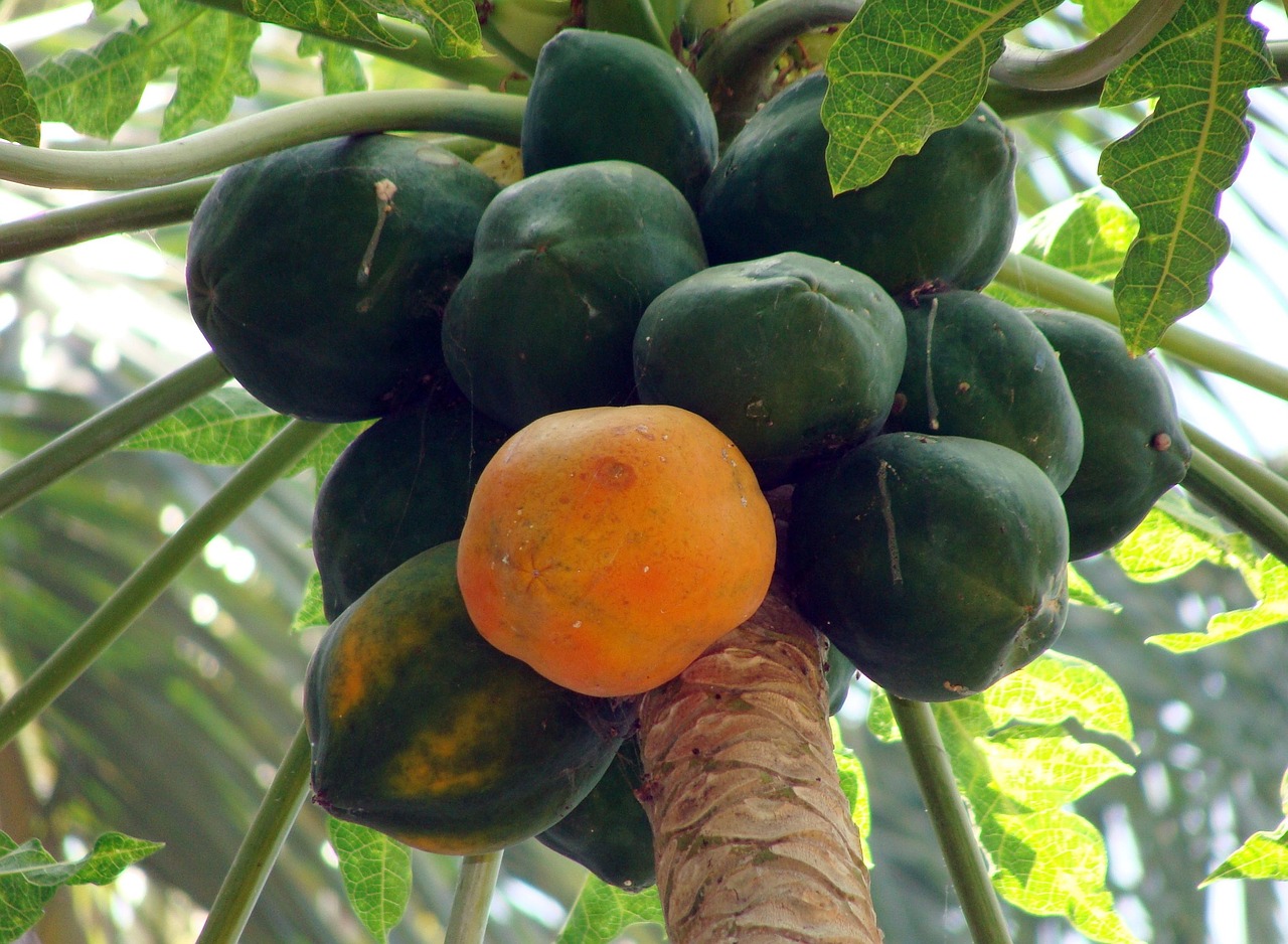 Green Papaya