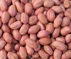 Groundnut