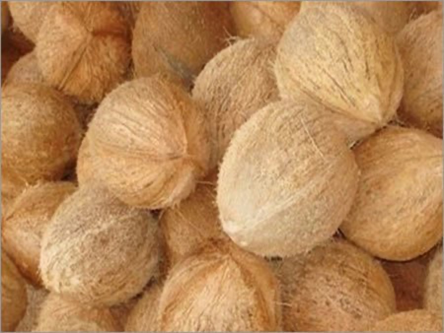 Semi Husked Coconut