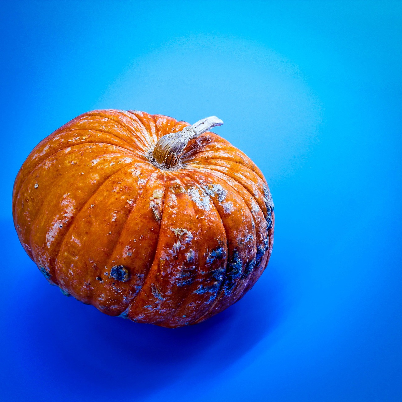 Big Green Pumpkin